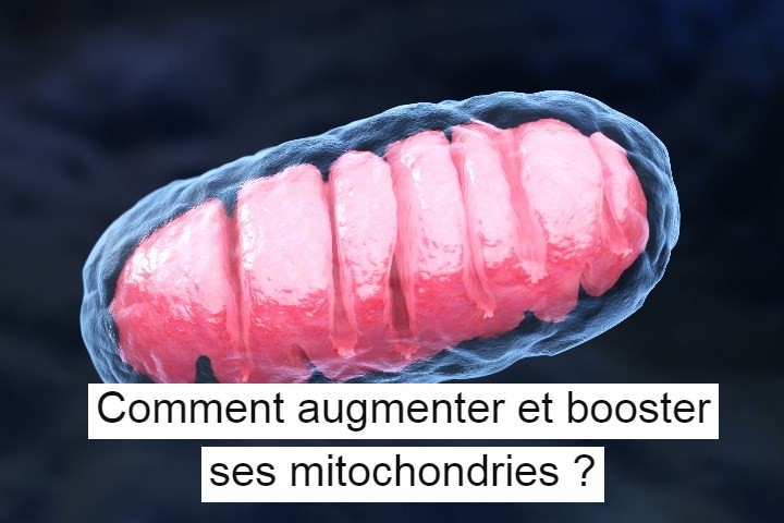Comment augmenter et booster ses mitochondries ?